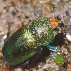 Lamprima aurata (Golden stag beetle) at Wee Jasper, NSW - 24 Dec 2020 by Harrisi