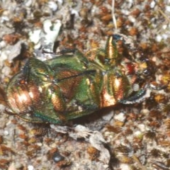 Lamprima aurata at Wee Jasper, NSW - 24 Dec 2020