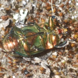 Lamprima aurata at Wee Jasper, NSW - 24 Dec 2020