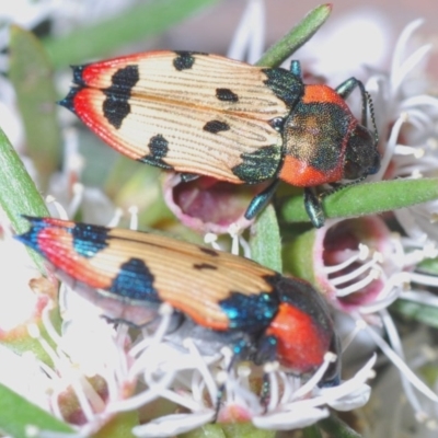 Castiarina mustelamajor (A jewel beetle) at Black Mountain - 24 Dec 2020 by Harrisi