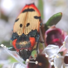 Castiarina mustelamajor at Downer, ACT - 24 Dec 2020 11:36 PM