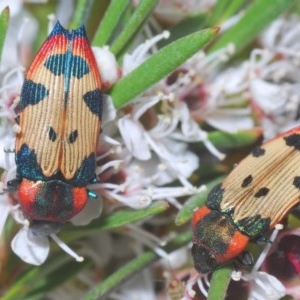 Castiarina mustelamajor at Downer, ACT - 24 Dec 2020