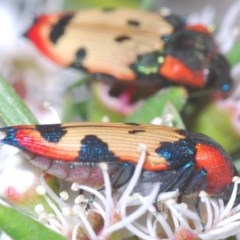 Castiarina mustelamajor at Downer, ACT - 24 Dec 2020