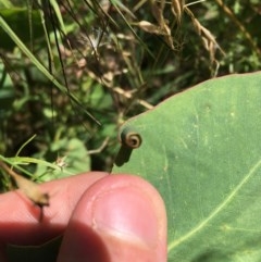 Oecophoridae (family) at Symonston, ACT - 20 Dec 2020 11:30 AM