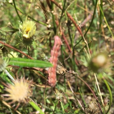 Lepidoptera unclassified IMMATURE moth at Jerrabomberra Grassland - 20 Dec 2020 by Tapirlord