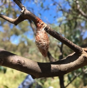 Austracantha minax at Jerrabomberra, ACT - 20 Dec 2020