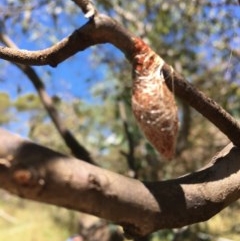 Austracantha minax at Jerrabomberra, ACT - 20 Dec 2020