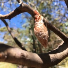 Austracantha minax at Jerrabomberra, ACT - suppressed