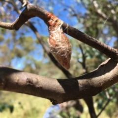 Austracantha minax at Jerrabomberra, ACT - 20 Dec 2020