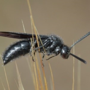 Austroscolia soror at Downer, ACT - 25 Dec 2020 12:22 PM