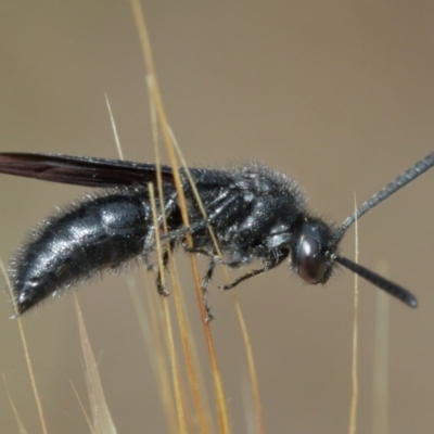 Austroscolia soror (Blue Flower Wasp) at Mount Majura - 25 Dec 2020 by TimL