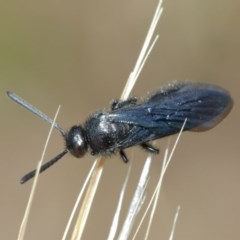 Austroscolia soror at Downer, ACT - 25 Dec 2020 12:22 PM