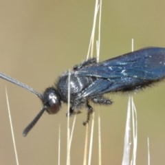 Austroscolia soror at Downer, ACT - 25 Dec 2020 12:22 PM