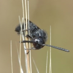 Austroscolia soror at Downer, ACT - 25 Dec 2020 12:22 PM