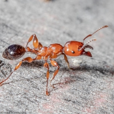 Podomyrma gratiosa (Muscleman tree ant) at Black Mountain - 24 Dec 2020 by Roger