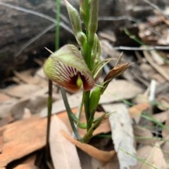 Cryptostylis erecta (Bonnet Orchid) at Currambene State Forest - 25 Dec 2020 by AndrewB