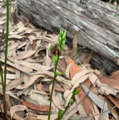 Cryptostylis erecta at Comberton, NSW - suppressed