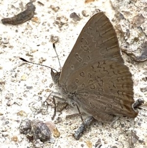 Paralucia pyrodiscus at Fadden, ACT - 26 Dec 2020