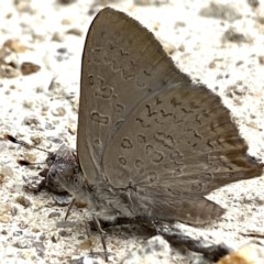 Paralucia pyrodiscus at Fadden, ACT - suppressed