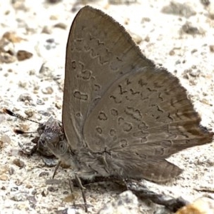 Paralucia pyrodiscus at Fadden, ACT - 26 Dec 2020