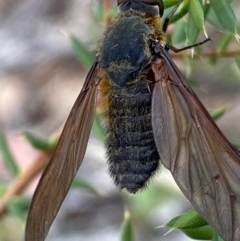 Comptosia sp. (genus) (Unidentified Comptosia bee fly) at Wanniassa Hill - 26 Dec 2020 by RAllen