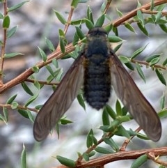 Comptosia sp. (genus) at Fadden, ACT - 26 Dec 2020 12:00 PM