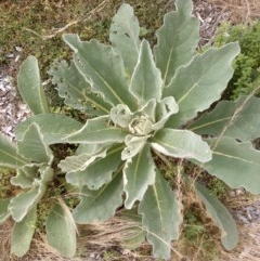 Verbascum thapsus subsp. thapsus (Great Mullein, Aaron's Rod) at Watson, ACT - 25 Dec 2020 by abread111