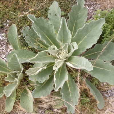 Verbascum thapsus subsp. thapsus (Great Mullein, Aaron's Rod) at Mount Majura - 25 Dec 2020 by abread111