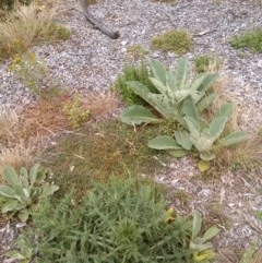 Verbascum thapsus subsp. thapsus at Watson, ACT - 26 Dec 2020