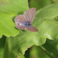 Zizina otis (Common Grass-Blue) at Pambula Beach, NSW - 25 Dec 2020 by KylieWaldon