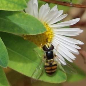 Simosyrphus grandicornis at Pambula Beach, NSW - 25 Dec 2020