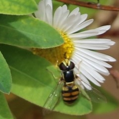 Simosyrphus grandicornis (Common hover fly) at Pambula Beach, NSW - 25 Dec 2020 by Kyliegw