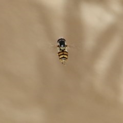 Simosyrphus grandicornis at Pambula Beach, NSW - 25 Dec 2020