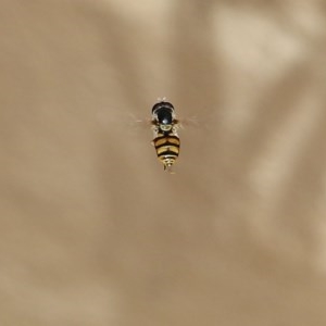 Simosyrphus grandicornis at Pambula Beach, NSW - 25 Dec 2020 03:30 PM