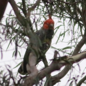 Callocephalon fimbriatum at Wyndham, NSW - suppressed