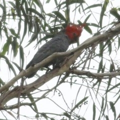 Callocephalon fimbriatum at Wyndham, NSW - 26 Dec 2020