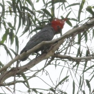 Callocephalon fimbriatum at Wyndham, NSW - suppressed