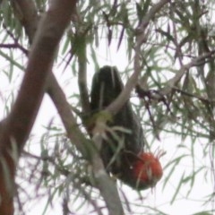 Callocephalon fimbriatum at Wyndham, NSW - 26 Dec 2020