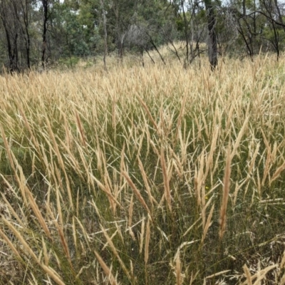 Austrostipa densiflora (Foxtail Speargrass) at Mount Majura - 29 Dec 2020 by abread111