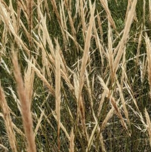 Austrostipa densiflora at Watson, ACT - 29 Dec 2020