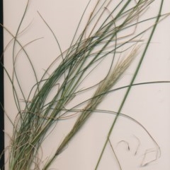 Austrostipa densiflora at Watson, ACT - 29 Dec 2020