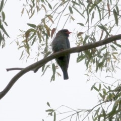 Eurystomus orientalis (Dollarbird) at Burragate, NSW - 25 Dec 2020 by Kyliegw
