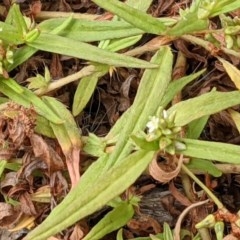 Persicaria prostrata (Creeping Knotweed) at Watson, ACT - 25 Dec 2020 by abread111