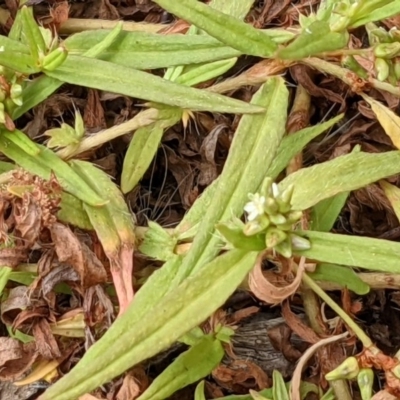 Persicaria prostrata (Creeping Knotweed) at Mount Majura - 25 Dec 2020 by abread111