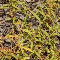 Persicaria prostrata at Watson, ACT - 26 Dec 2020