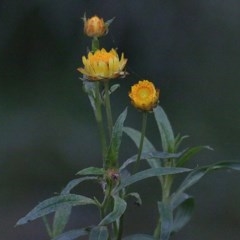 Xerochrysum bracteatum (Golden Everlasting) at Burragate, NSW - 25 Dec 2020 by Kyliegw