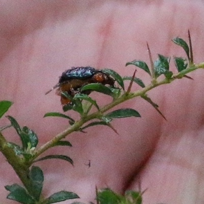 Lamprolina (genus) (Pittosporum leaf beetle) at Burragate, NSW - 26 Dec 2020 by KylieWaldon