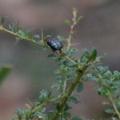 Lamprolina (genus) at Burragate, NSW - 26 Dec 2020