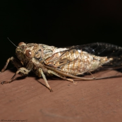 Yoyetta celis (Silver Princess Cicada) at Acton, ACT - 23 Dec 2020 by Roger