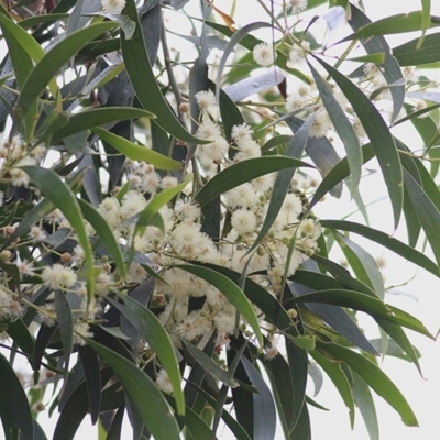 Acacia implexa (Hickory Wattle, Lightwood) at Burragate, NSW - 25 Dec 2020 by Kyliegw